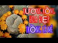 Nhiều xương rồng hoa đẹp, trồng là mê #cayxuongrong #xuongrongbmt