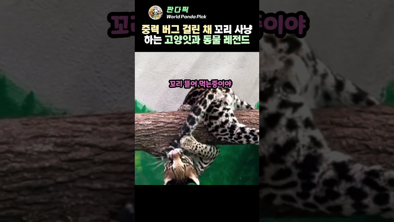 자기가 박쥐인 줄 알고 나무에 거꾸로 매달린 고양이의 정체