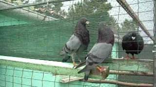 palomas laudinas david 11