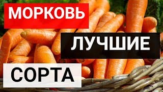 Самые урожайные и вкусные сорта моркови 2022 году