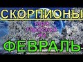 ГОРОСКОП СКОРПИОНЫ НА ФЕВРАЛЬ.2020