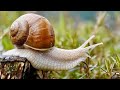 Snail information about snails