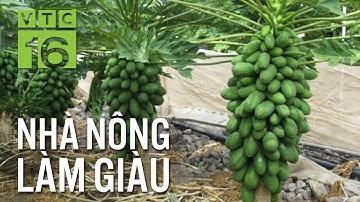 Trồng đu đủ lùn thu 100 triệu/năm | VTC16