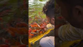 Marine world | Edakkazhiyur kerala | fish love | koi shorts