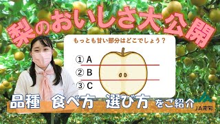 ＼梨のおいしさ大公開／なんさい小町が品種、選び方、食べ方をご紹介します！