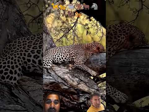 #animals #funny#shortvideos#viralvideo#youtubeshorts #shorts #short#viral #short#funny I