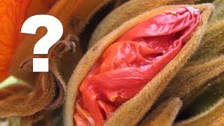 20 Things That Look Like Vaginas 20 Things That Look Like Vaginas