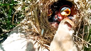 Nature's Marvel: Taylor Bird Feeding its Young @Birdsbabies7786