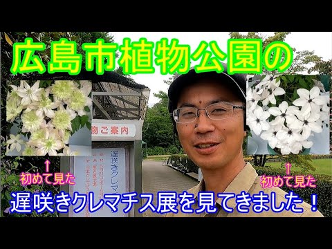 ブルーム様おまとめ クレマチス　愛州城♥️ 隠れた名花です クレマチス専門ナーセリー 及川フラグリーン 愛州城