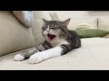 寝ても寝ても寝足りない猫がかわいすぎました笑