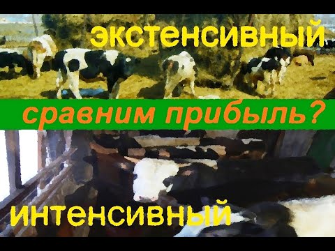 Откорм бычков: экстенсивно или интенсивно? Как выгоднее?