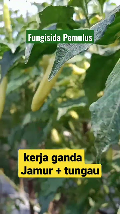 fungisida bahan aktif belerang untuk cabe #shorts #cabe #pertanian #fungisida  #insektisida