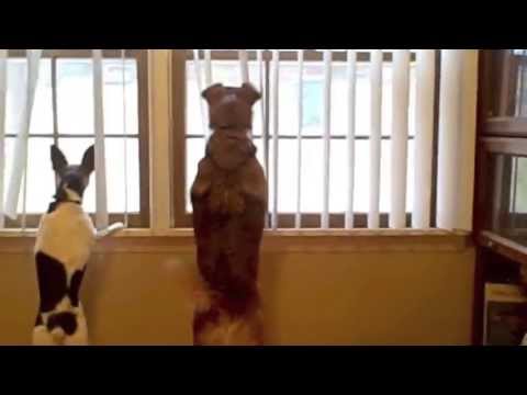 window-film-for-the-reactive-dog-household