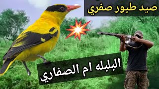 صيد طيور صفري البلبله ام الصفاري with rifle