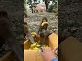 Do monkey real love banana? #animals #wildlife #banana #monkey #fypシ゚viral #funny #lol #facts #short