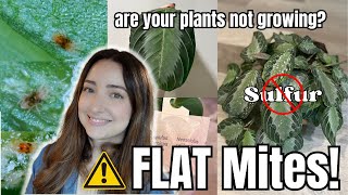 FLAT Mites Update! What happened to my plants? Recommended Treatment plus Footage!