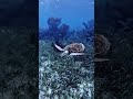 Turtle navigating the reef labyrinth near the Puerto Morelos