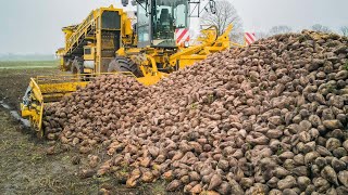 American Farmers Produce 36,7 Tons Of Sugar Beets This Way  American Farming