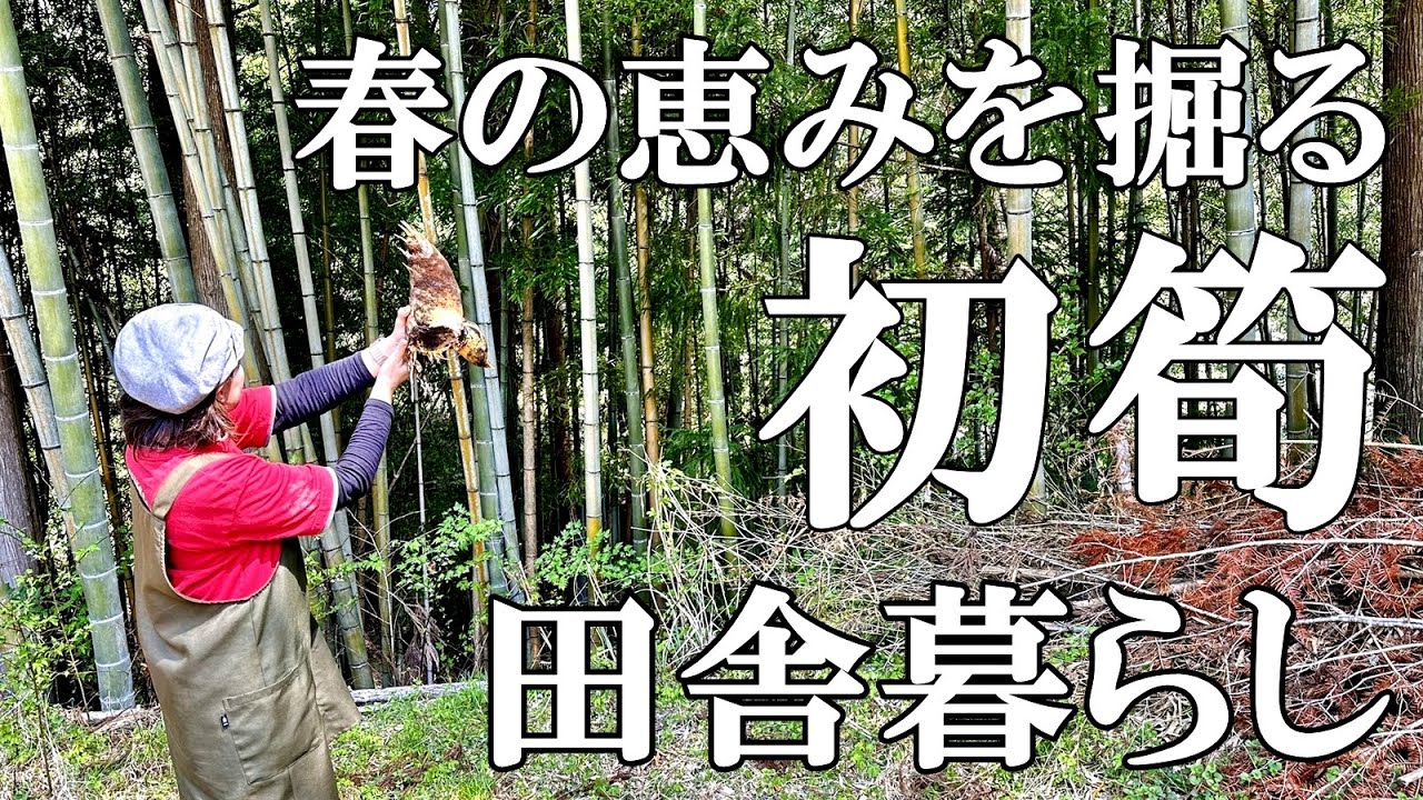 【タケノコ堀り】2025年初たけのこ堀り！今年は豊作？不作？ 愛猫の成長  自然豊かな山奥暮らしの日々 bamboo shoot harvesting｜村暮らし｜移住｜料理【標高800mの田舎暮らし】