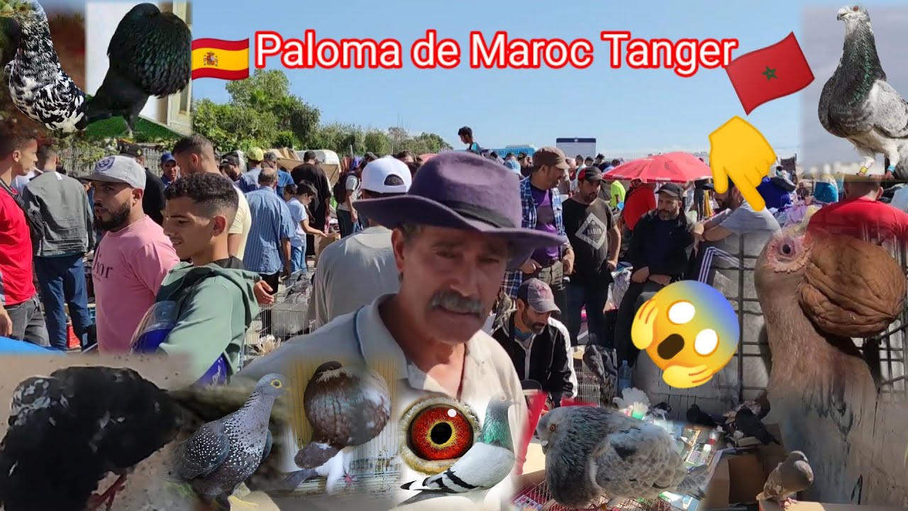 Paloma#de# Maroc @Tanger_🇩🇿♥️🇲🇦🚨🇪🇸👈🐦🦜
