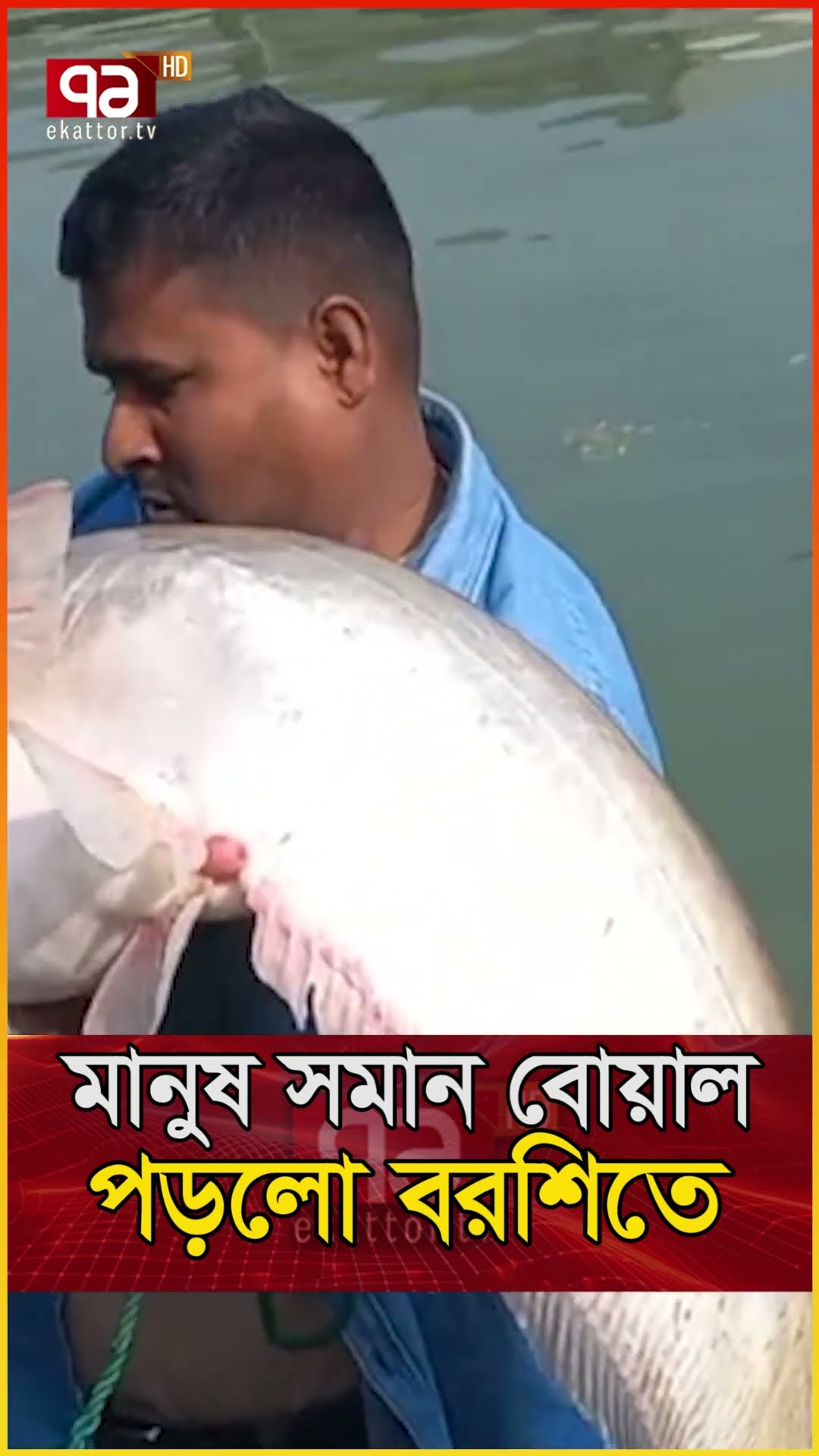 পদ্মায় ১৬ কেজির বোয়াল, বিক্রি অবাক করা দামে | Ekattor TV