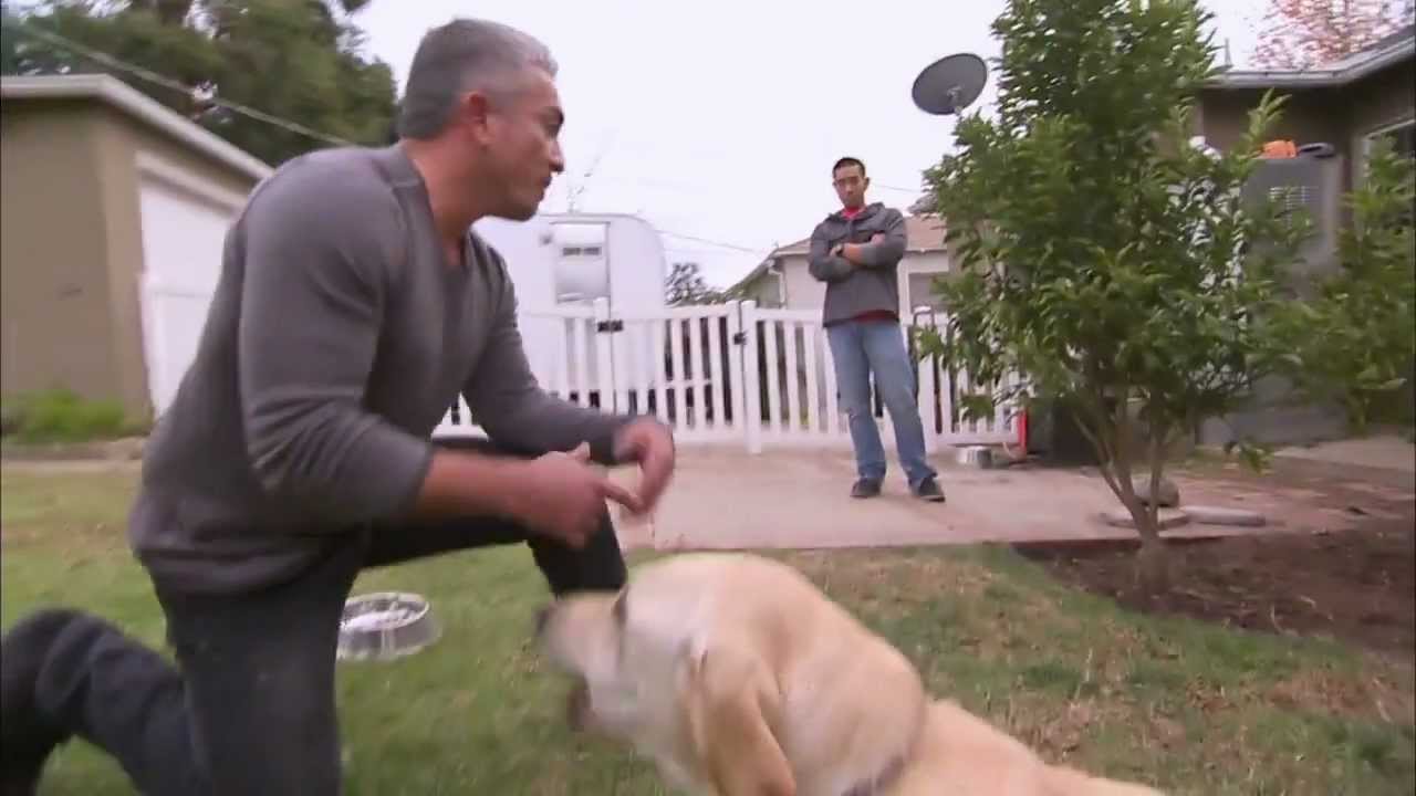 El Encantador De Perros Cesar Millan Youtube