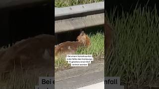 Reh-Rettung in Hamburg!  #rtlnord #hamburg #polizei  #einsatz #rtlplus