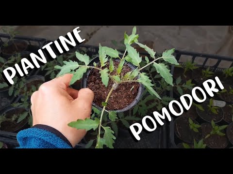 Video: Scopri il modo migliore per picchettare i pomodori: suggerimenti per picchettare le piante di pomodoro