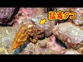 【危険生物】人も殺せる猛毒を持つタコが獲物を狙う瞬間に遭遇！
