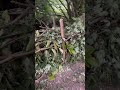 Come down to Friends of the Fal to learn how to create a ‘dead-hedge’ and help nature thrive 💚