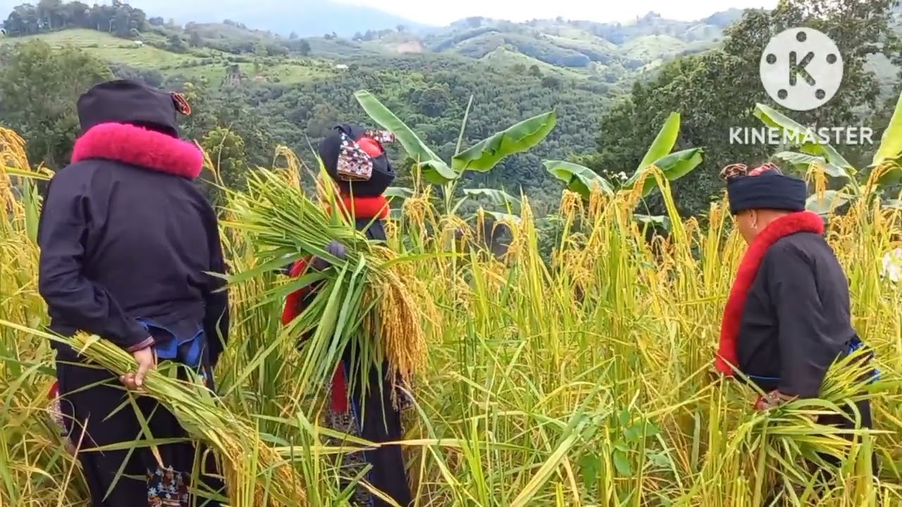 #อิ้วเมี่ยน #เกี่ยวข้าว #Iu-mienh song #