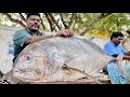 Kasimedu selvam 30kg trevally fish cutting  uk sons marine
