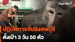 ปฏิบัติการจับลิงลพบุรี ตั้งเป้า 3 วัน 50 ตัว | ข่าวค่ำมิติใหม่ | 26 มี.ค. 67