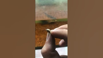 Mồi độc lạ cho cá lóc#caloccanh #calockieng #channa #channamaru#fish#xuhuong #shorts#yellowsentarum