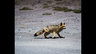 Culpeo Fox, Bolivia
