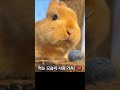#토끼 #귀여움 #토끼먹방 #사랑스러워 #pets #funny #cute #흥미진진 #재미 #동물