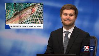 How Weather Affects Fish