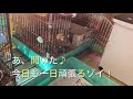 【初公開】おじいちゃんうさぎのモーニングルーティン 今日も我が家は平和です