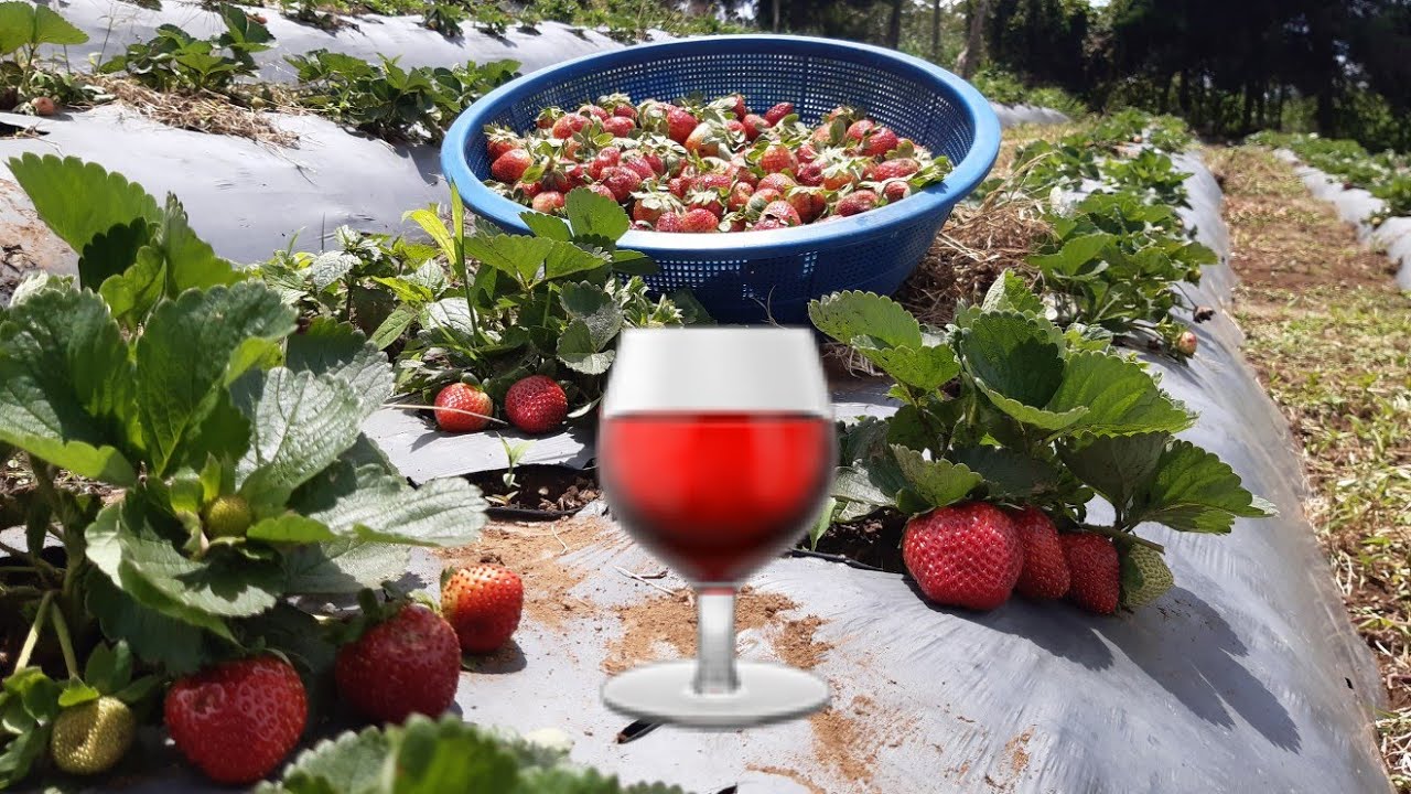 Asi se hace el vino artesanal de fresa . fermentación 12 grados de