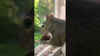 Squirrel Finally Eating A Black Walnut #lovemore #squirrel #ardilla #リス #eichhörnchen