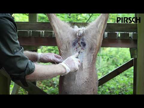 Video: Wie man Hirsche jagt (mit Bildern)