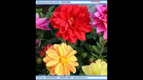 Hạt giống bông Cúc thược dược nhiều màu