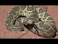 Wildlife of Red Rock Canyon ~ 4K