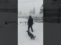 Snow 🌨️ Dogs #kashmir #sortvideo #