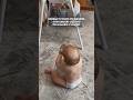 Артистка исполняет! #музыка #дети