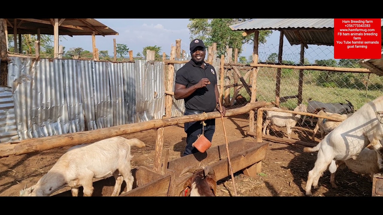 practical-performance-of-zero-grazing-in-uganda-by-hamiisi-semanda