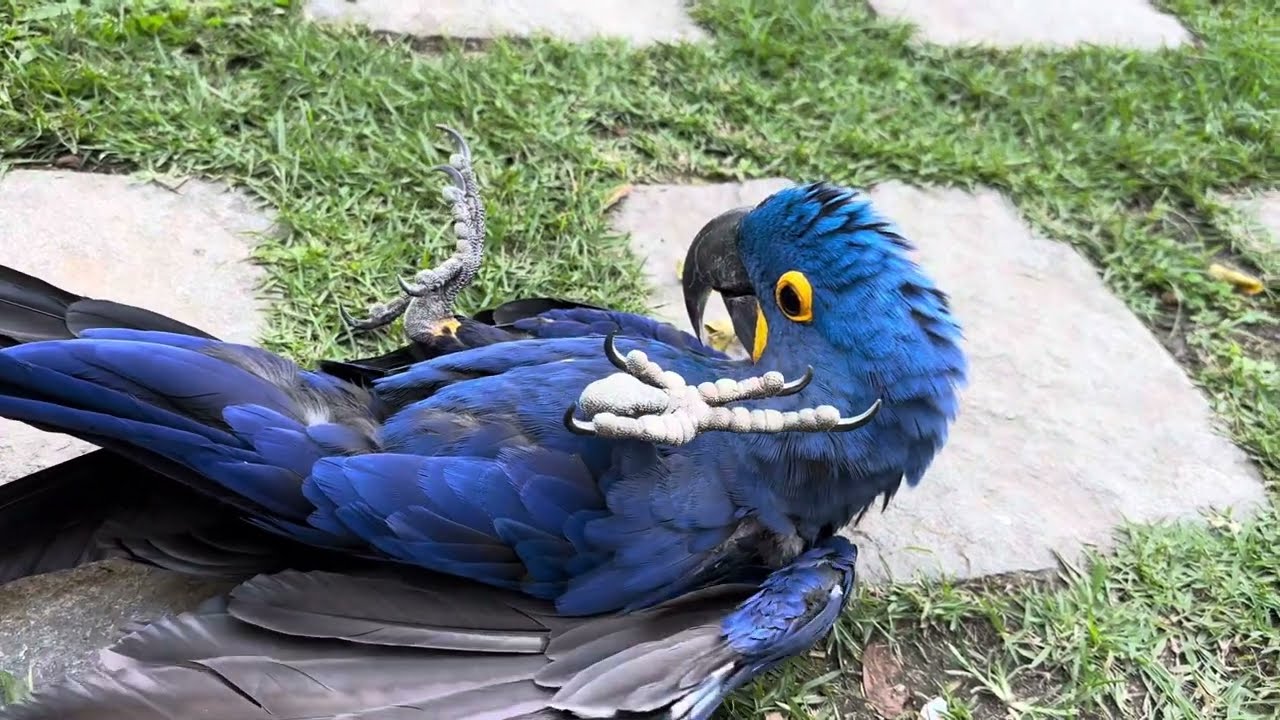 NIKA FALANDO BOM-DIA COM JOHN AVES CRIADOURO PEDRA BRANCA 