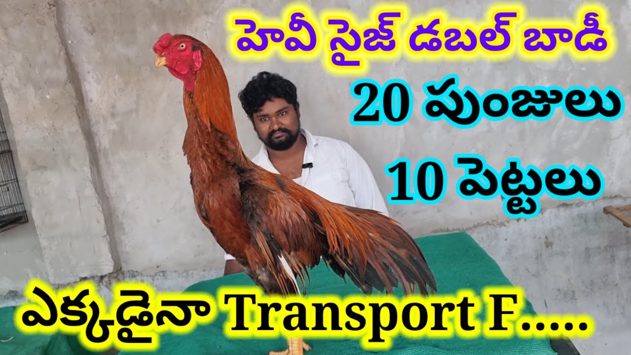 హెవీ సైజ్ డబుల్ బాడీ పుంజులు పెట్టలు / కోళ్ల పెంపకం Aseel murga #aseel #aseelmurga 