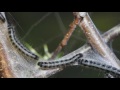 Eastern Tent Caterpillars in an endless loop