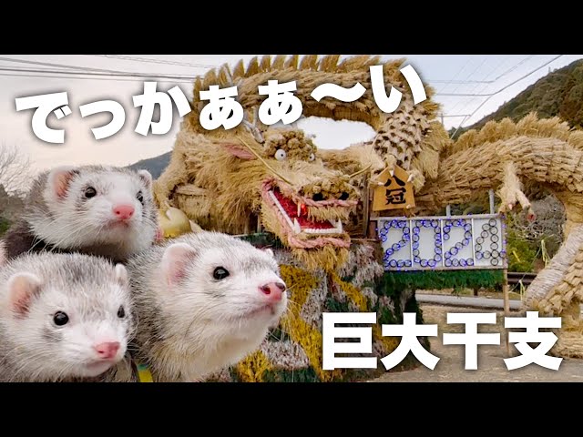 フェレット（Ferret）頭骨 FERRET SELECTION PRO.｜ブランドサイト ― リニューアルのご案内